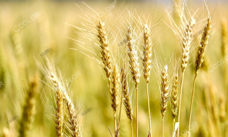 植物类：成熟的小麦，粮食作物